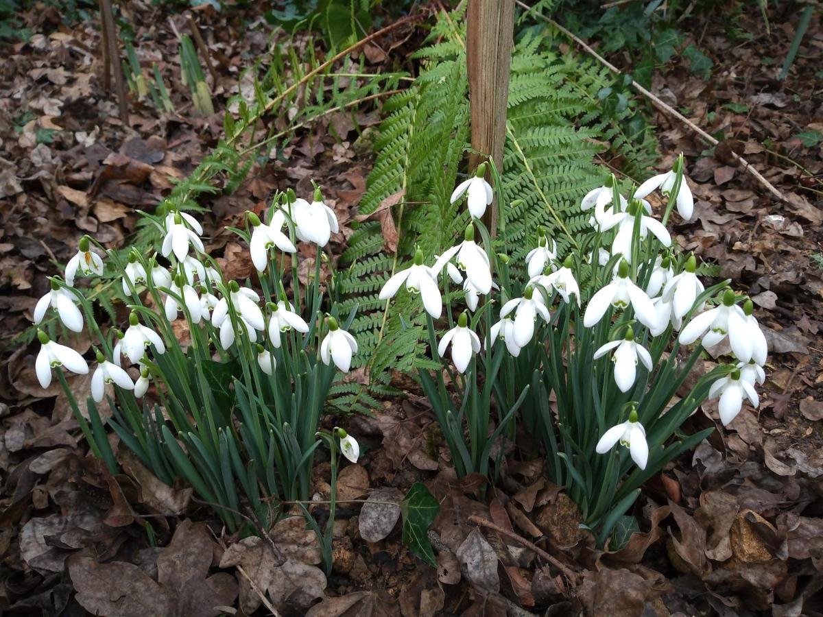 Cosy Stone Cottage, The Bungalow Perrotts Brook Cirencester Εξωτερικό φωτογραφία